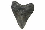 Serrated, Fossil Megalodon Tooth - Georgia #338723-1
